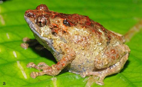 vikicung twitter|New frog species with ‘meep’ call found in Papua New Guinea.